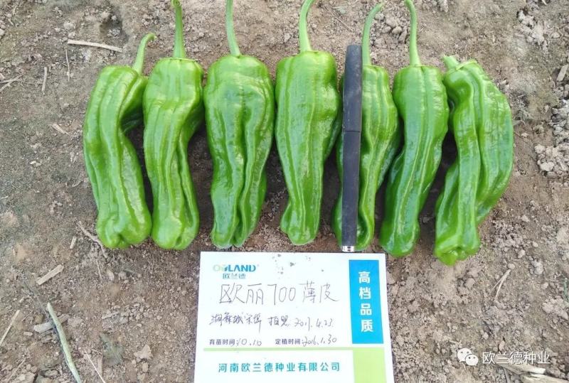 大果欧丽700薄皮泡椒种子辣椒种子麻辣味皮薄翠绿色辣椒