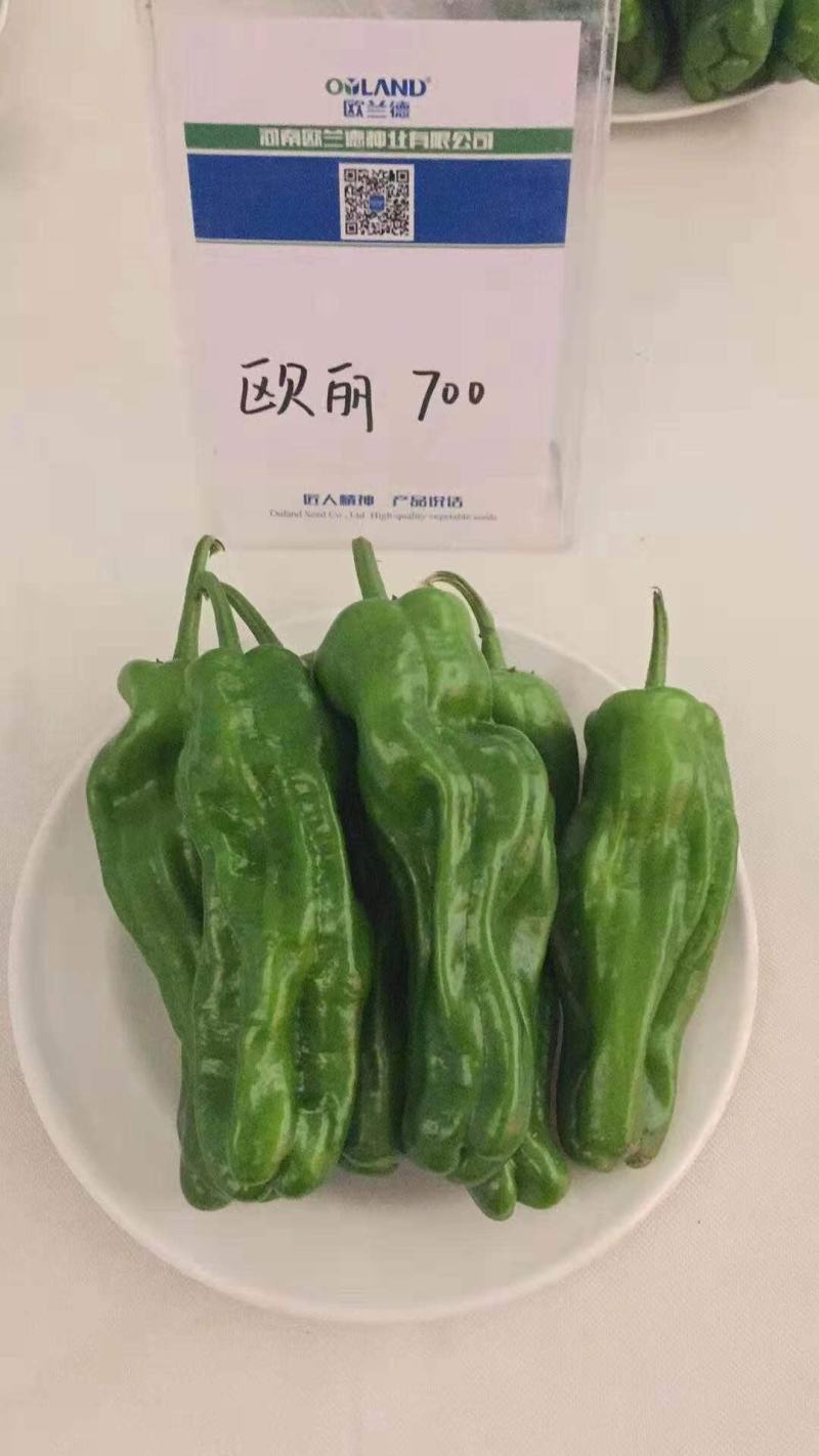 大果欧丽700薄皮泡椒种子辣椒种子麻辣味皮薄翠绿色辣椒