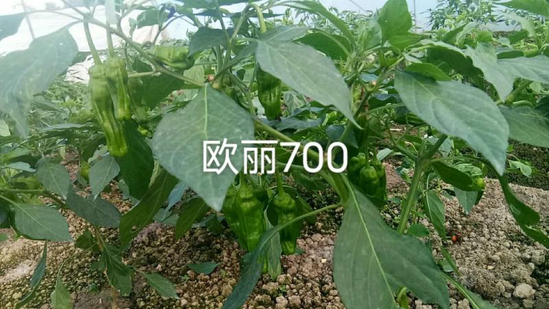 大果欧丽700薄皮泡椒种子辣椒种子麻辣味皮薄翠绿色辣椒