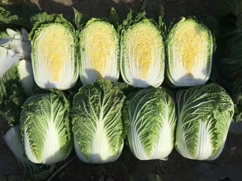【实力】精品黄心大白菜，承接代销代购，各种蔬菜大量供应中