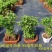 六月雪提根大小规格齐全带盆整箱批发常年供应