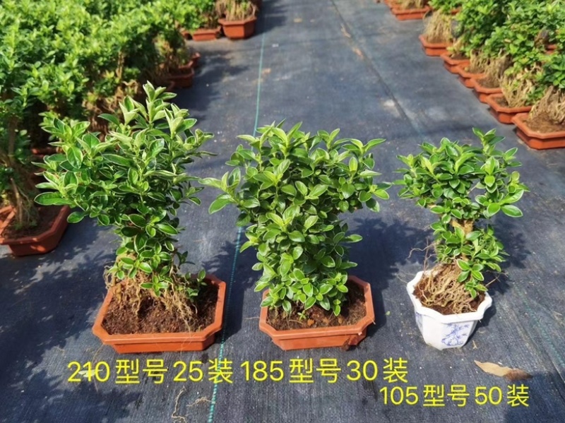 六月雪提根大小规格齐全带盆整箱批发常年供应