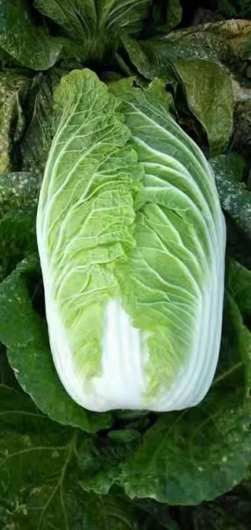 【实力】精品黄心大白菜，承接代销代购，各种蔬菜大量供应中