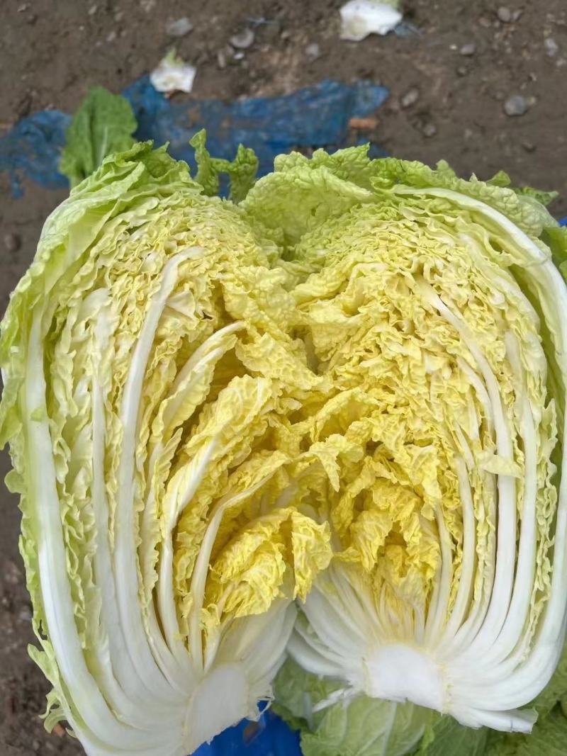 【实力】精品黄心大白菜，承接代销代购，各种蔬菜大量供应中