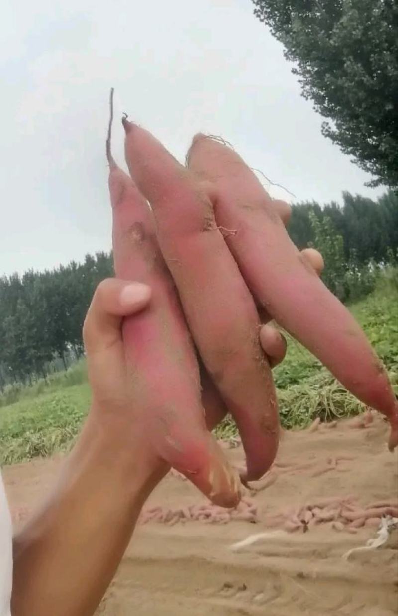 主营西瓜红红薯！基地发货！量大从优！！！蜜薯！龙九