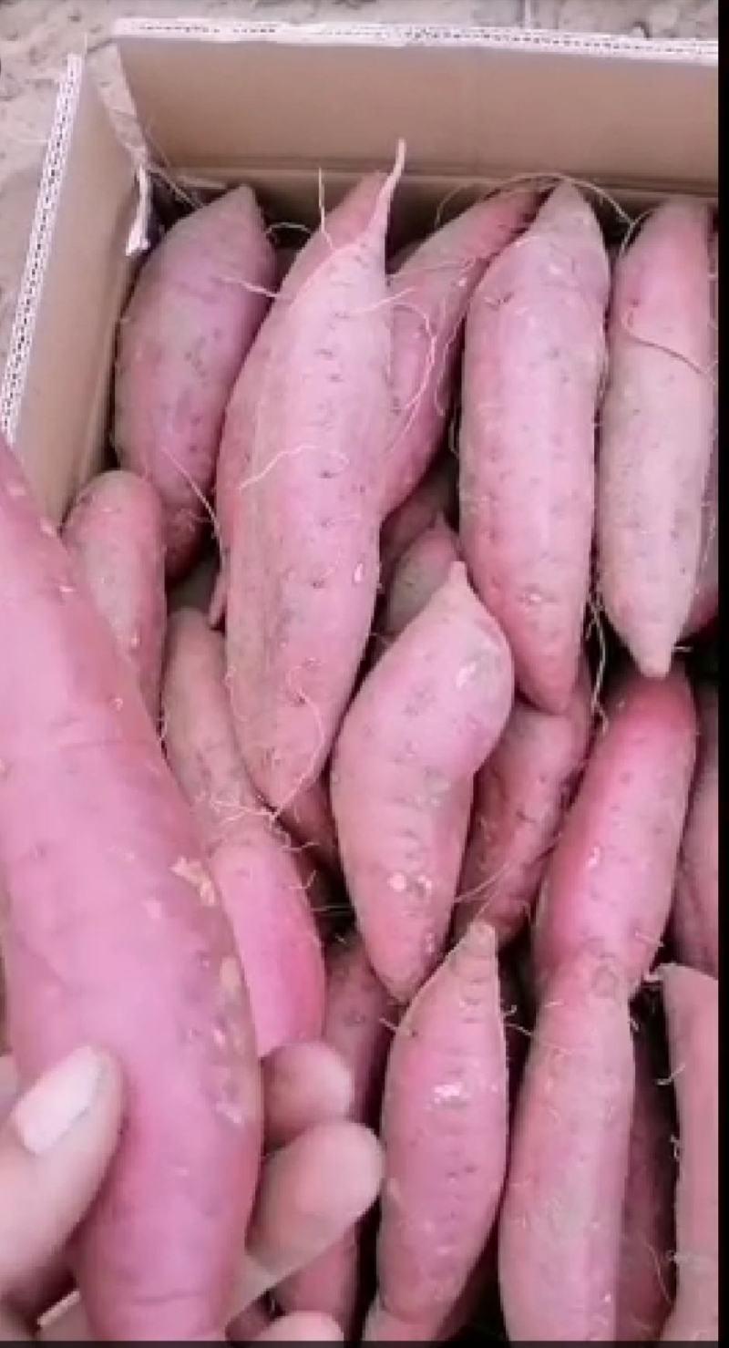 主营西瓜红红薯！基地发货！量大从优！！！蜜薯！龙九