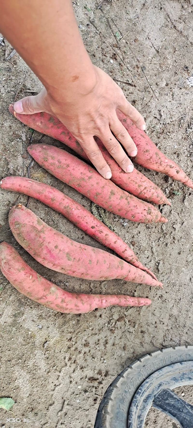 主营西瓜红红薯！基地发货！量大从优！！！蜜薯！龙九
