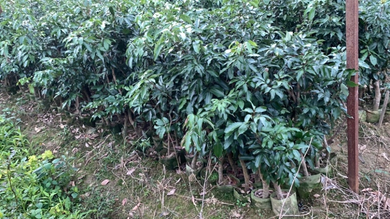 白糖罂荔枝杯苗