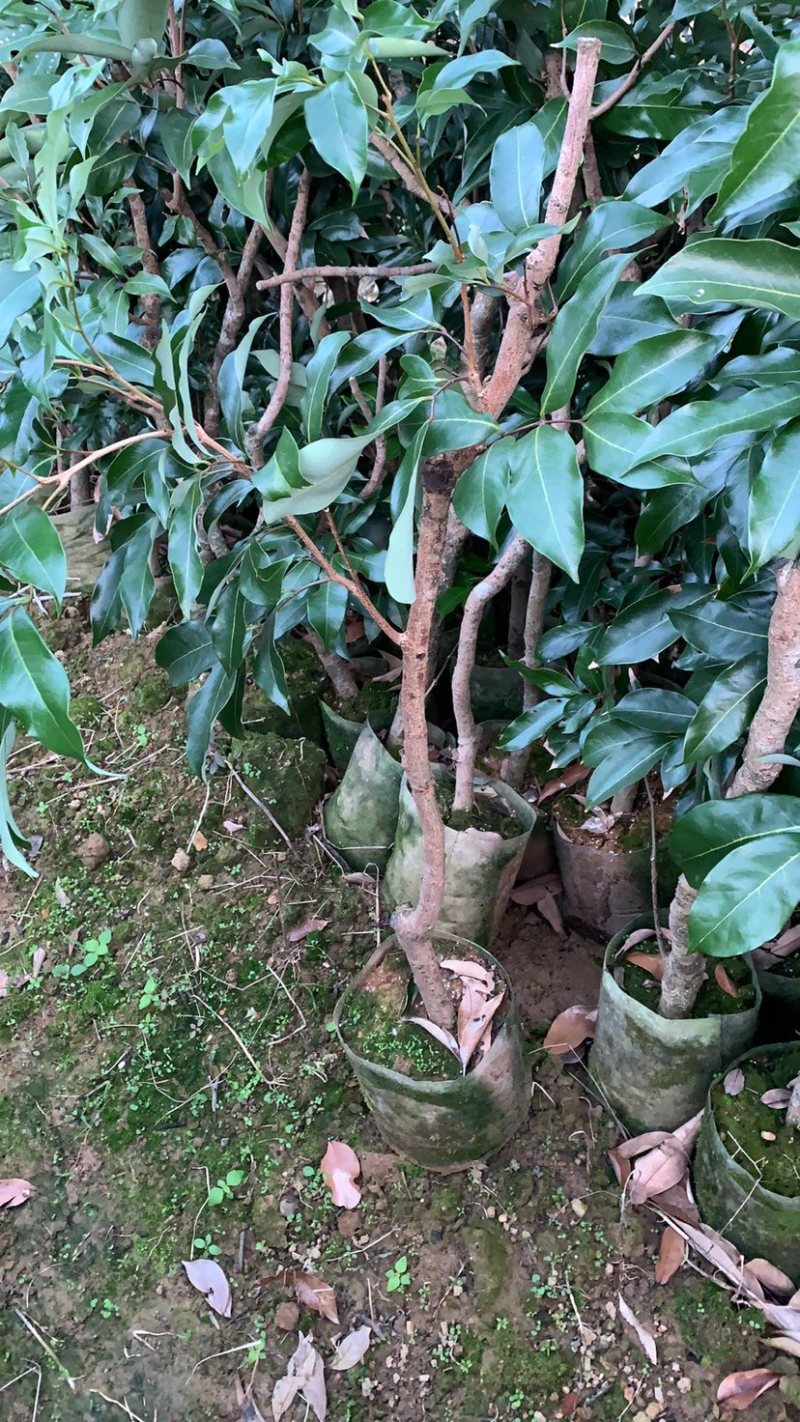 白糖罂荔枝杯苗