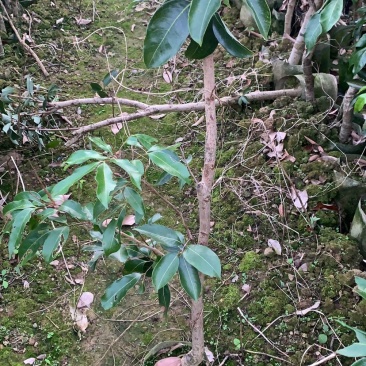 白糖罂荔枝杯苗