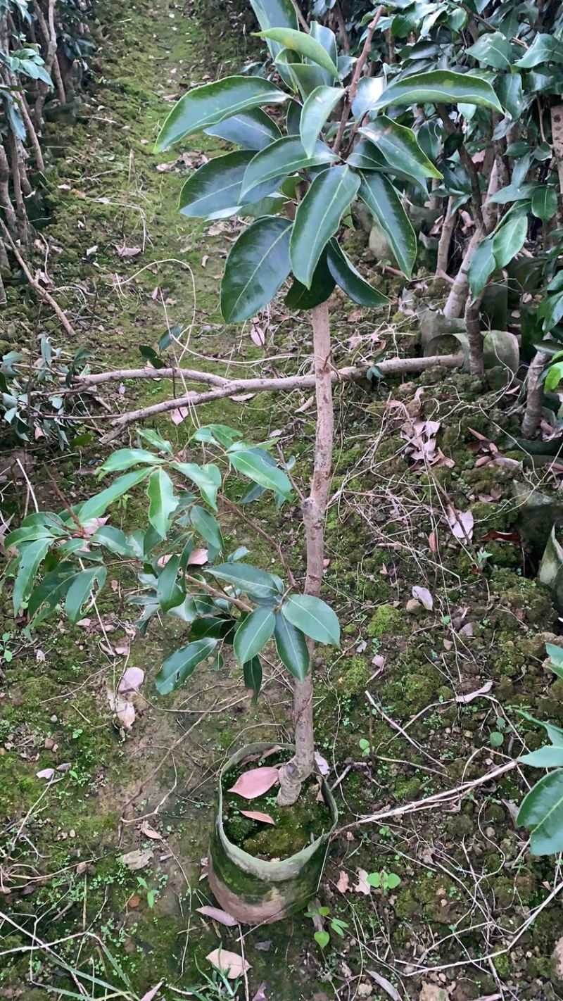 白糖罂荔枝杯苗