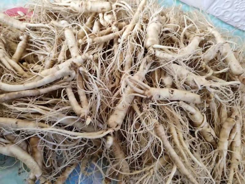 长白山培育六年的人参