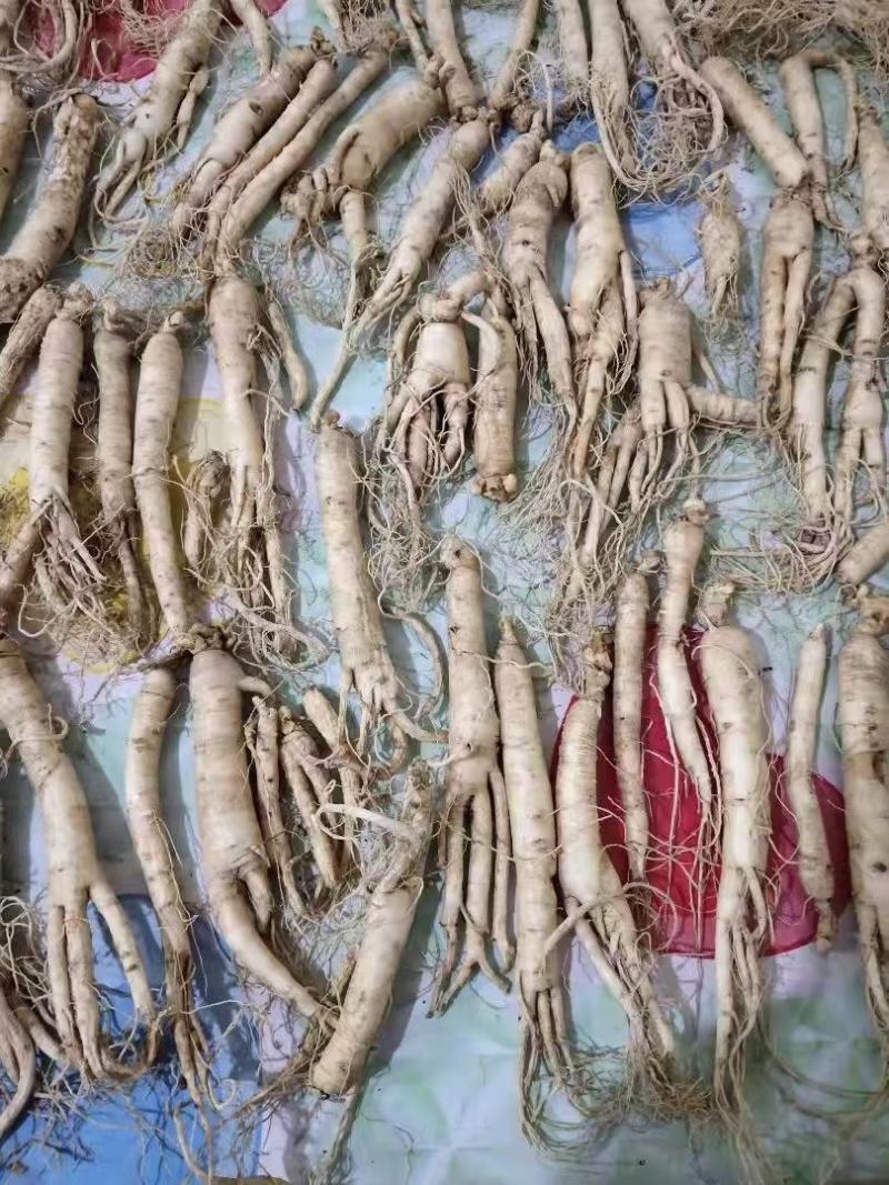 长白山培育六年的人参