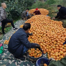 阳丰甜柿子大量上市