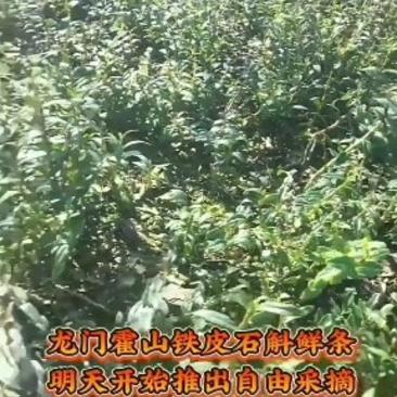 富强生态农业正宗霍山铁皮石斛训化苗，品质霍山县铁皮石斛苗