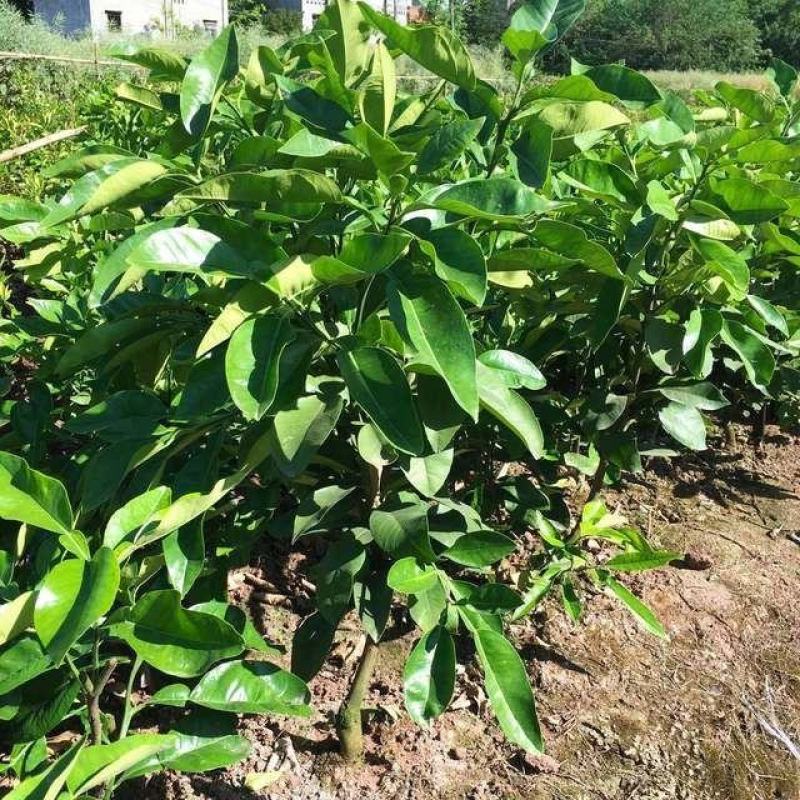 泰国红宝石青皮柚苗柚子苗，包成活，基地直发