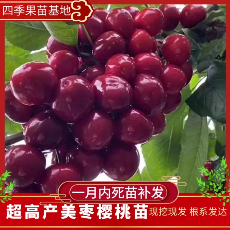 樱桃苗，大果樱桃苗，抗寒赢桃苗各品樱桃苗