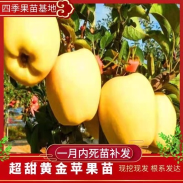 苹果树苗辽南苹果树苗一级苗80cm以上
