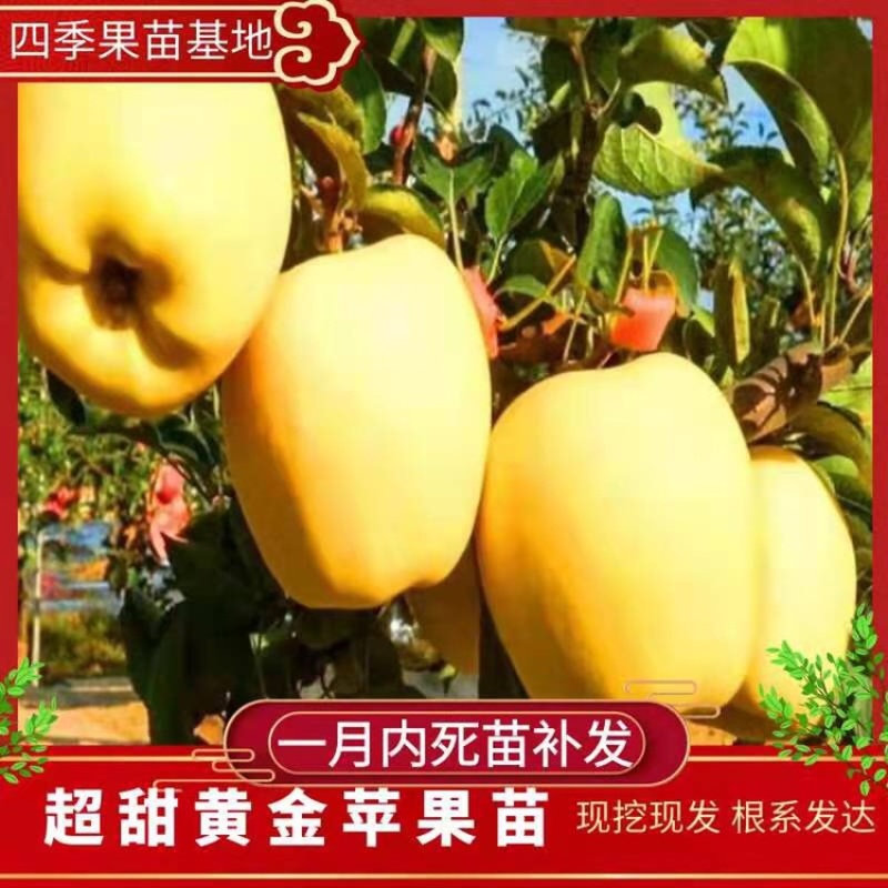 苹果树苗辽南苹果树苗一级苗80cm以上