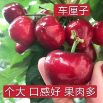俄罗斯8号樱桃苗樱桃树苗，大樱桃苗车厘子美早樱桃苗皮