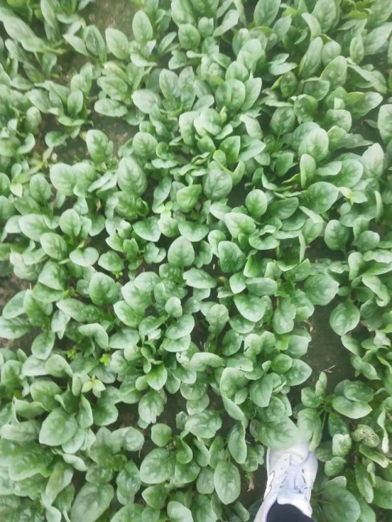【热卖】徐州小颗精品菠菜，品质保障，价格优惠，欢迎电联