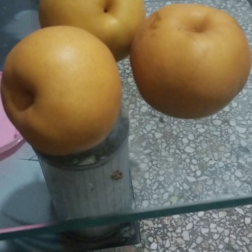 晚秋黄梨