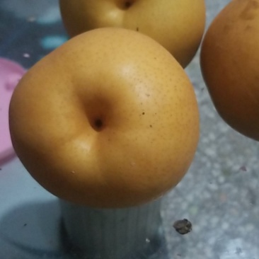 出售晚秋黄梨