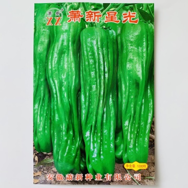 萧新星光长灯笼型辣椒种子薄皮大果中辣早熟薄皮椒种子大泡椒