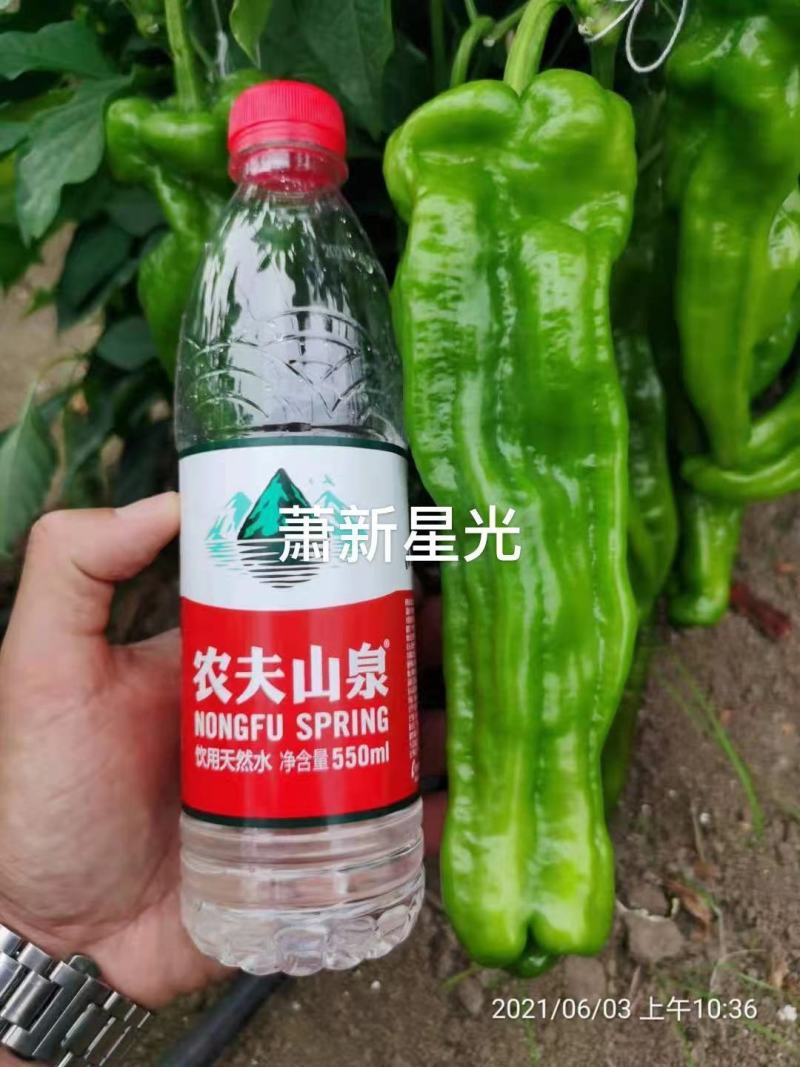 萧新星光长灯笼型辣椒种子薄皮大果中辣早熟薄皮椒种子大泡椒