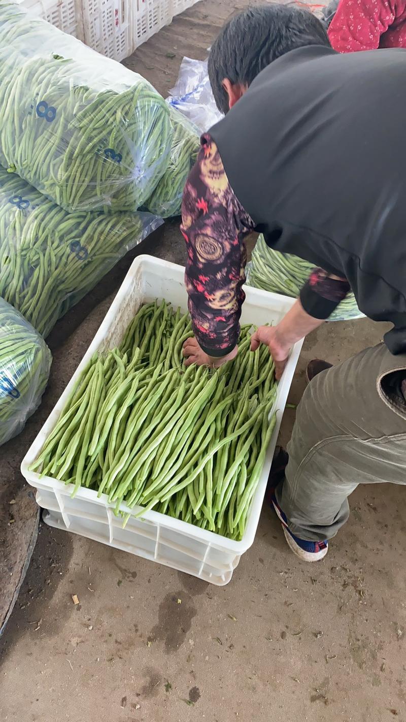山东青州精品芸豆无丝豆大量上市产地一手货源