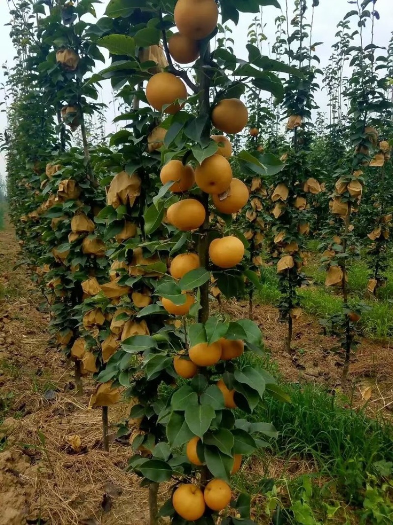 嫁接穗条桃、李、杏、苹果、梨、山楂，樱桃