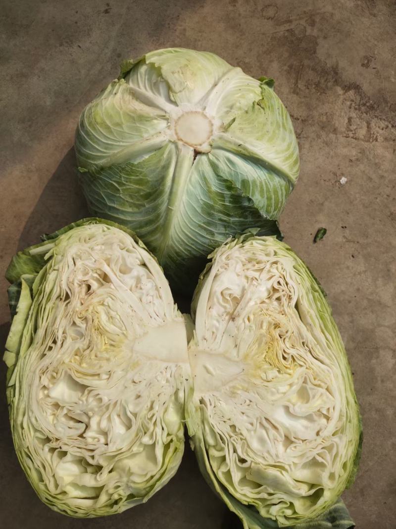 云南铁头包莱，圆包菜，铁头甘蓝，小铁头2到3斤