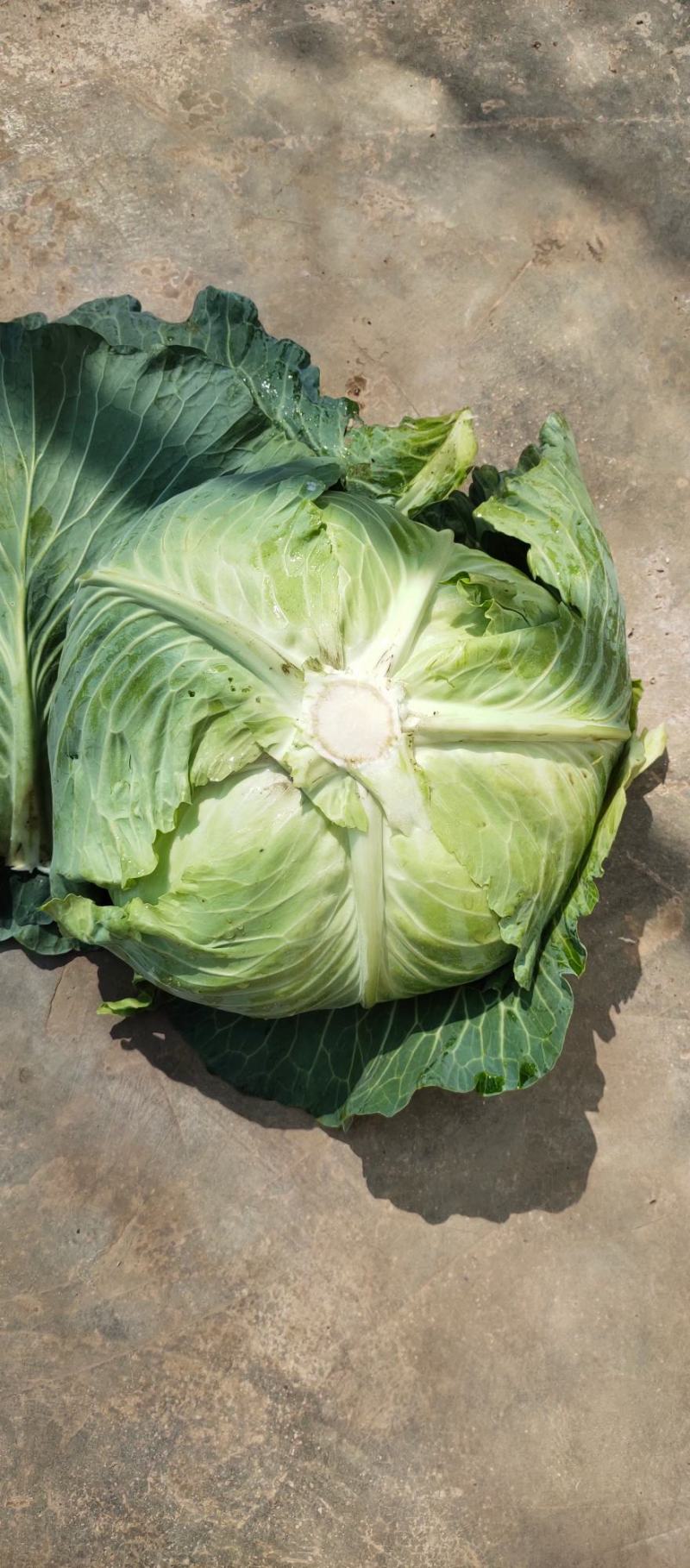 云南铁头包莱，圆包菜，铁头甘蓝，小铁头2到3斤