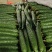 山东莘县精品密刺黄瓜大量上市颜色好瓜条直货量足