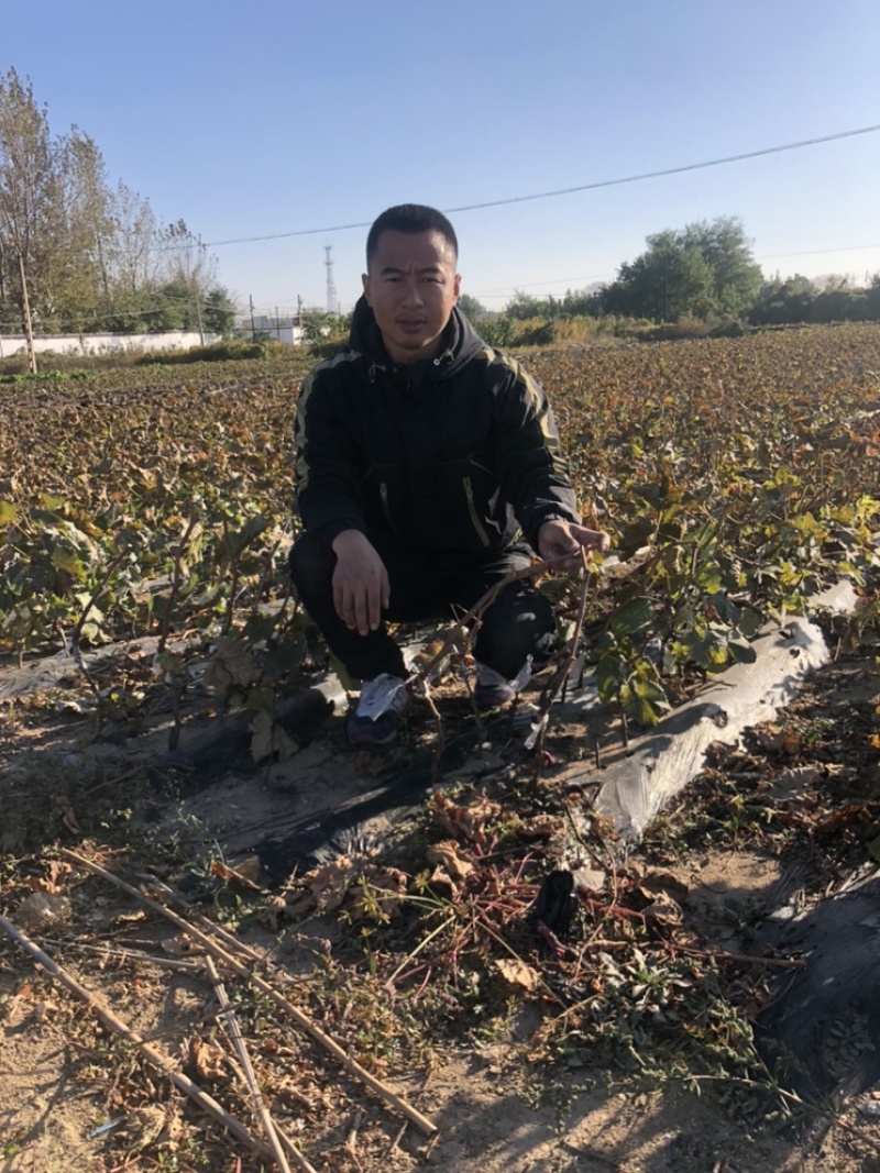 辽峰葡萄苗1年30~50cm嫁接苗