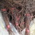 辽峰葡萄苗1年30~50cm嫁接苗