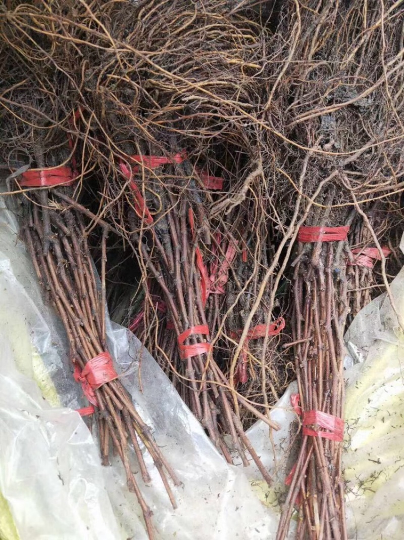 辽峰葡萄苗1年30~50cm嫁接苗