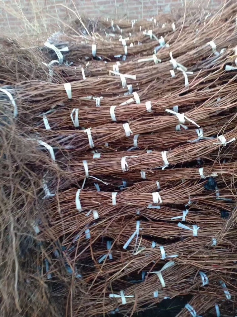 辽峰葡萄苗1年30~50cm嫁接苗