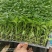 螺丝辣椒苗大果螺丝椒苗螺纹好抗病性好易成活