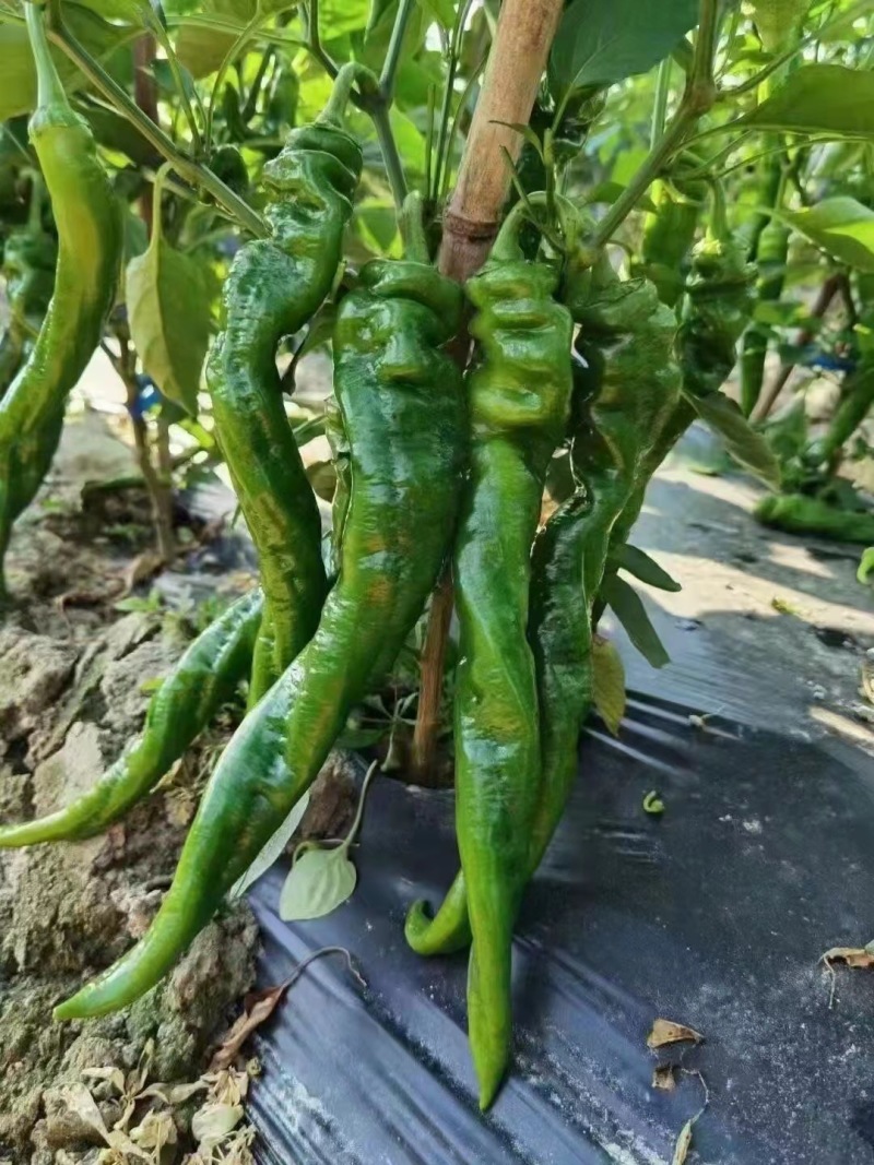 螺丝辣椒苗大果螺丝椒苗螺纹好抗病性好易成活