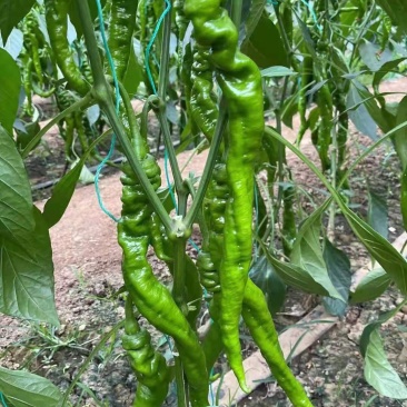 螺丝辣椒苗大果螺丝椒苗螺纹好抗病性好易成活