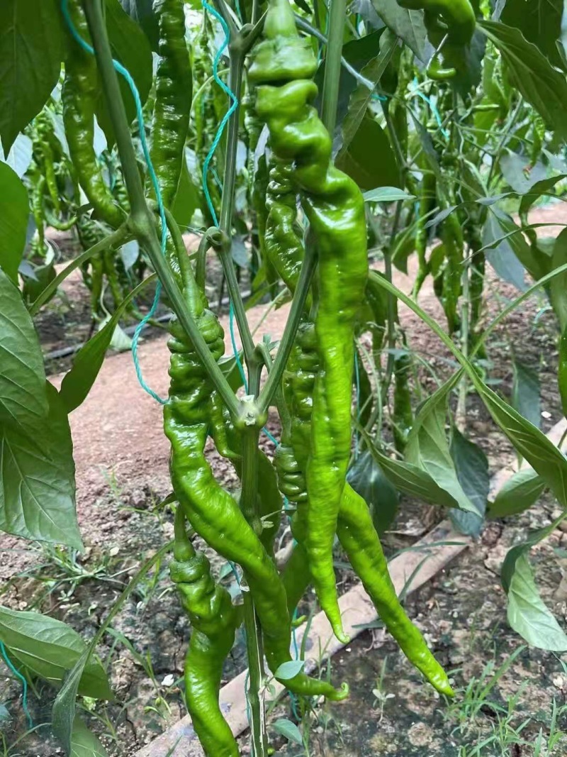螺丝辣椒苗大果螺丝椒苗螺纹好抗病性好易成活