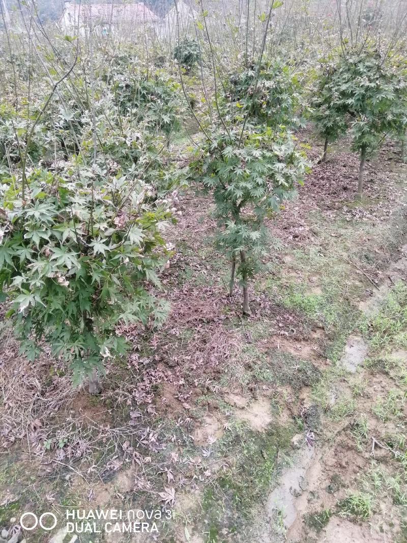 羽毛枫小苗，，红枫小苗，青枫嫁接苗，长势良好，适合苗圃