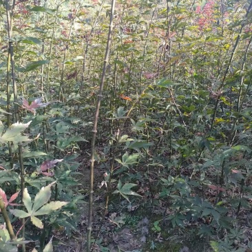 羽毛枫小苗，，红枫小苗，青枫嫁接苗，长势良好，适合苗圃