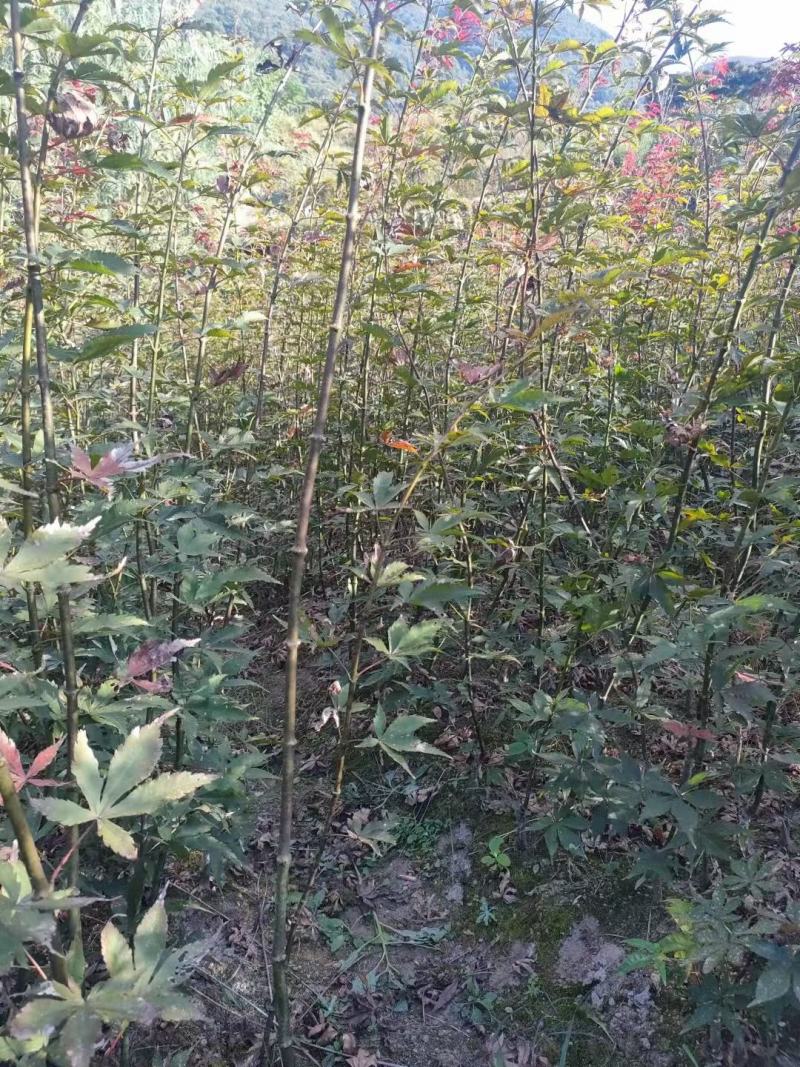 羽毛枫小苗，，红枫小苗，青枫嫁接苗，长势良好，适合苗圃