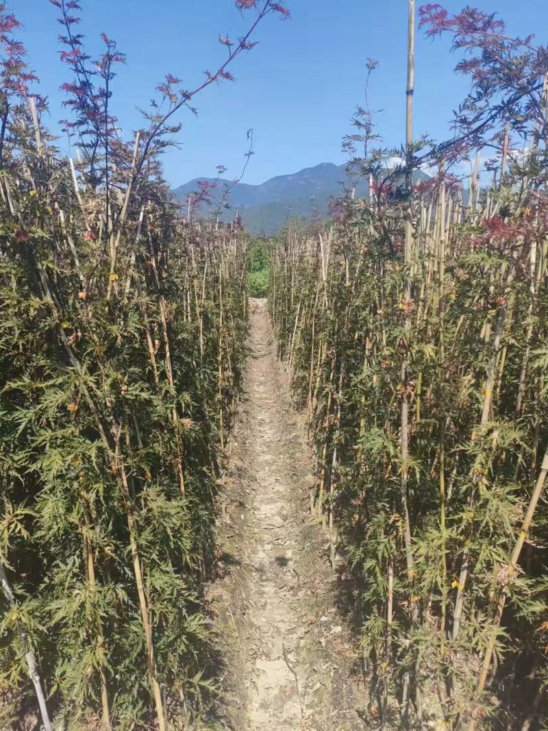 羽毛枫小苗，，红枫小苗，青枫嫁接苗，长势良好，适合苗圃