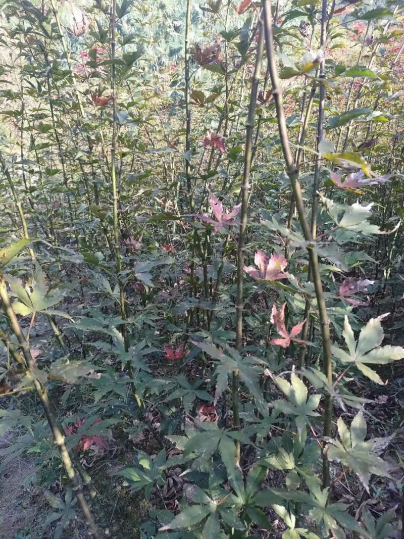 羽毛枫小苗，，红枫小苗，青枫嫁接苗，长势良好，适合苗圃