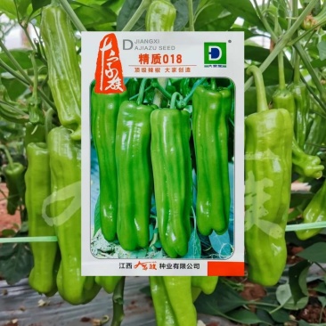 大家族精质018特大果薄皮椒种子青果黄绿色辣椒种子抗病