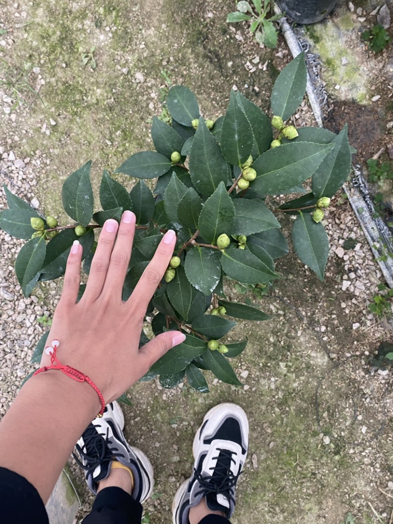 18杯香茶花