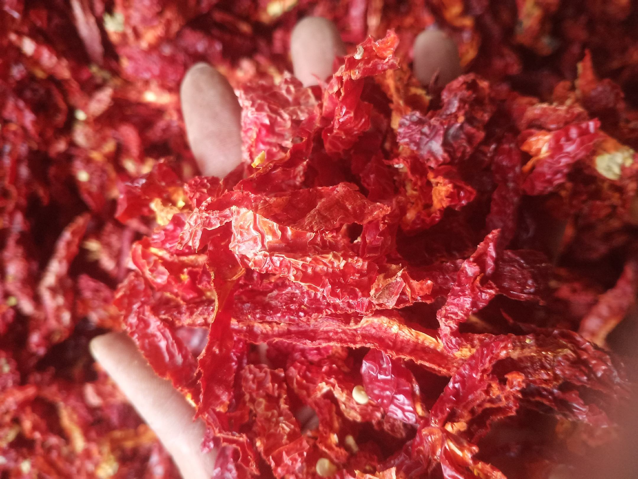 鲜辣椒与干辣椒对比图